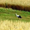 Litauen & Polen 2011