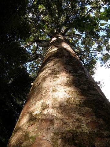 Kauri03