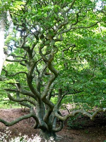 Garten3